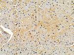 Dectin 1 Antibody in Immunohistochemistry (Paraffin) (IHC (P))