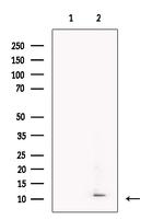 DCD Antibody in Western Blot (WB)