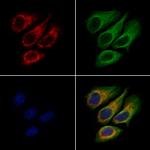 DHCR7 Polyclonal Antibody