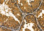 DIABLO Antibody in Immunohistochemistry (Paraffin) (IHC (P))