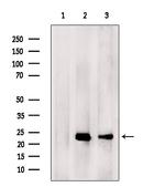DIABLO Antibody in Western Blot (WB)
