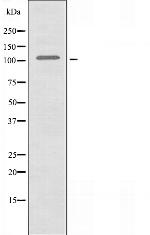 DNA Ligase IV Polyclonal Antibody