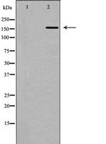 RNA pol II CTD Antibody in Western Blot (WB)