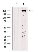 POLQ Antibody in Western Blot (WB)
