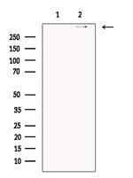 DNAH5 Polyclonal Antibody