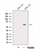 DNAJC7 Polyclonal Antibody