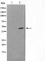 DOK6 Antibody in Western Blot (WB)