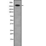 Desmoplakin Antibody in Western Blot (WB)