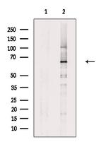 SLC1A6 Polyclonal Antibody