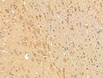 MAPRE3 Antibody in Immunohistochemistry (Paraffin) (IHC (P))