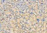 EBI3 Antibody in Immunohistochemistry (Paraffin) (IHC (P))