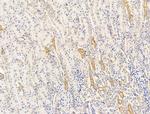 ECM2 Antibody in Immunohistochemistry (Paraffin) (IHC (P))