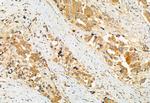 EDIL3 Antibody in Immunohistochemistry (Paraffin) (IHC (P))