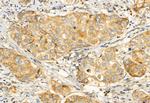 EDIL3 Antibody in Immunohistochemistry (Paraffin) (IHC (P))