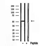 EDIL3 Antibody in Western Blot (WB)