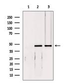 eIF4A3 Antibody in Western Blot (WB)
