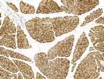 CELA3B Antibody in Immunohistochemistry (Paraffin) (IHC (P))