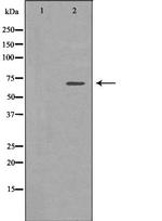 Elastin Polyclonal Antibody