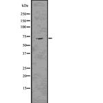 Elastin Polyclonal Antibody