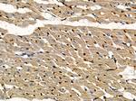 ELOA Antibody in Immunohistochemistry (Paraffin) (IHC (P))