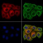 Endomucin Antibody in Immunocytochemistry (ICC/IF)