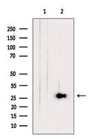 Endomucin Antibody in Western Blot (WB)