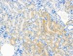 COL15A1 Antibody in Immunohistochemistry (Paraffin) (IHC (P))