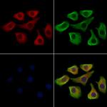 RAPGEF4 Polyclonal Antibody