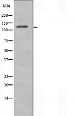 XPG Polyclonal Antibody