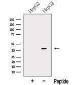 ERLIN2 Antibody in Western Blot (WB)