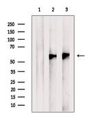 ESRRG Polyclonal Antibody