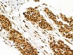 XPO5 Antibody in Immunohistochemistry (Paraffin) (IHC (P))