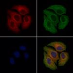 Factor VII Polyclonal Antibody