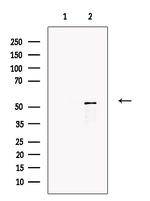 Factor VII Antibody in Western Blot (WB)