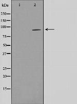 FASTKD1 Antibody in Western Blot (WB)