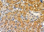 FASTKD5 Antibody in Immunohistochemistry (Paraffin) (IHC (P))