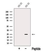 FAM3C Polyclonal Antibody