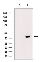 FAS (CD95) Antibody in Western Blot (WB)