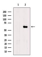 FUBP3 Polyclonal Antibody
