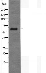 CD89 Polyclonal Antibody