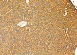 FceR1 alpha Antibody in Immunohistochemistry (Paraffin) (IHC (P))