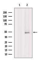 FceR1 alpha Antibody in Western Blot (WB)