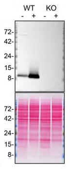 FCER1G Antibody in Western Blot (WB)