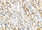 FGF4 Polyclonal Antibody