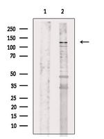 FHOD1 Antibody in Western Blot (WB)