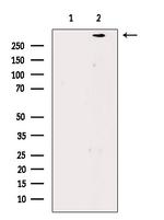 Filaggrin Antibody in Western Blot (WB)