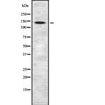 FLII Polyclonal Antibody