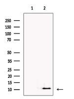 NPFF Polyclonal Antibody