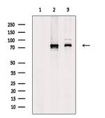 FOXK1 Antibody in Western Blot (WB)