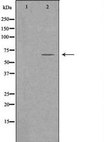 FZD9 Polyclonal Antibody